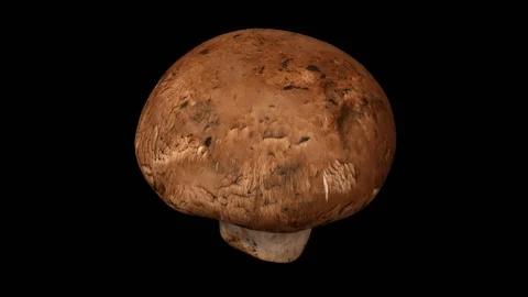 Rotating Chestnut Mushroom on Transparent Background (Alpha Channel) Stock Footage 92285522
