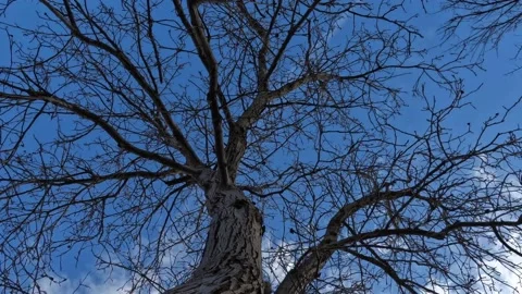 Rotating in a circle walnut tree Video stock 167991174