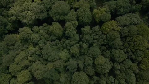 Rotating clockwise shot directly above a canopy of trees Stock Footage 297169643