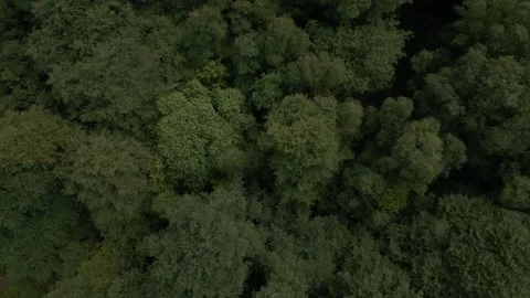 Rotating clockwise shot directly above a canopy of trees slowly pulling out Stock Footage 297169676