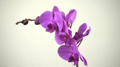 Rotating close up of a purple Orchid Stock Footage 145604164