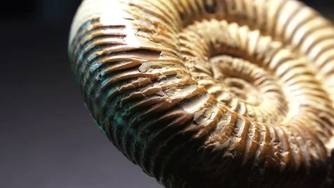   rotating close view,Ammonite Video stock 70798051