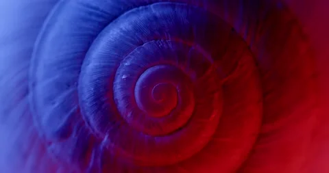 Rotating closeup of gastropod shell Stock Footage 171485352