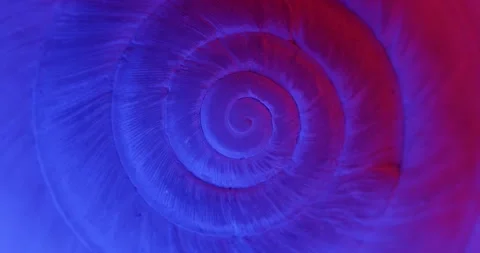 Rotating closeup of gastropod shell Stock Footage 171591673
