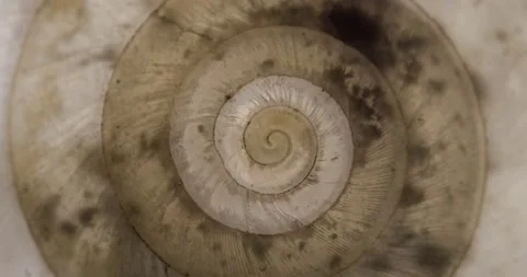 Rotating closeup of gastropod shell Stock Footage 171717570