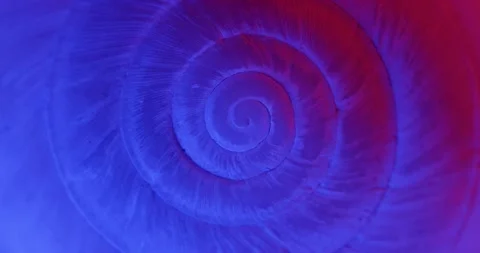 Rotating closeup of gastropod shell Stock Footage 171717621