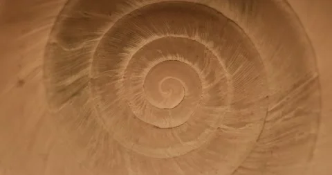 Rotating closeup of gastropod shell Stock Footage 171720924