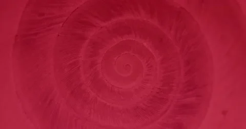 Rotating closeup of gastropod shell Stock Footage 172543015