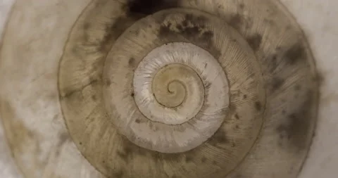 Rotating closeup of gastropod shell Stock Footage 194497867