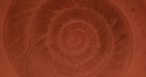Rotating closeup of gastropod shell Stock Footage 194498523
