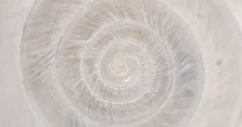 Rotating closeup of gastropod shell Stock Footage 194499004