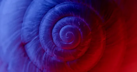 Rotating closeup of gastropod shell Stock Footage 194499170