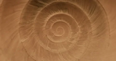 Rotating closeup of gastropod shell Stock Footage 194499579