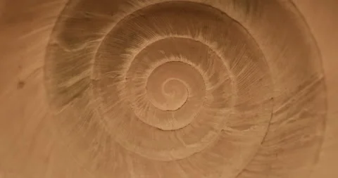 Rotating closeup of gastropod shell Stock Footage 194516218