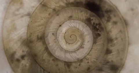 Rotating closeup of gastropod shell Stock Footage 194516316
