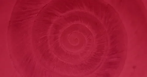 Rotating closeup of gastropod shell Stock Footage 194516460