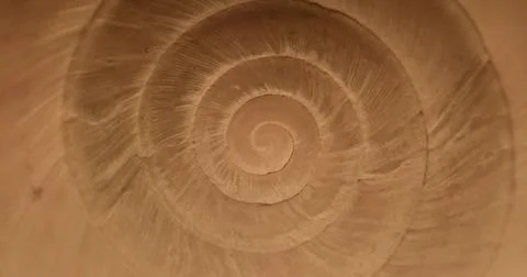 Rotating closeup of gastropod shell Foto stock