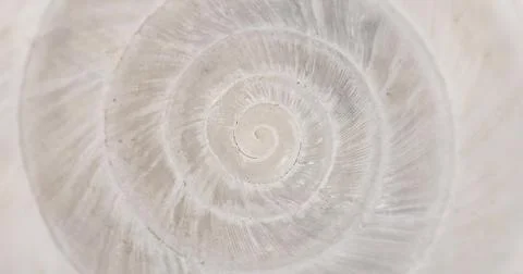 Rotating closeup of gastropod shell Stock Photos