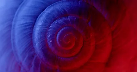 Rotating closeup of gastropod shell Stock Photos