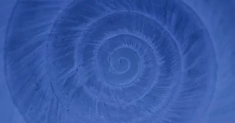 Rotating closeup of gastropod shell Stock Photos