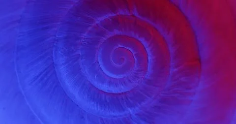 Rotating closeup of gastropod shell Foto stock
