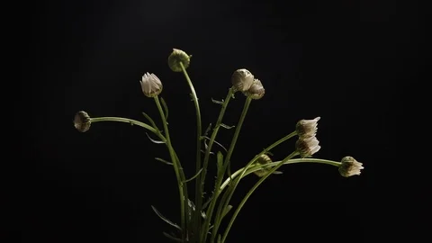 Rotating Cluster of Daisy Buds Moving Together- Timelapse - Black Background 库存影片 122533271