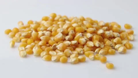 Rotating of corn seeds on white background. Side view, macro. Stock Footage 135042422