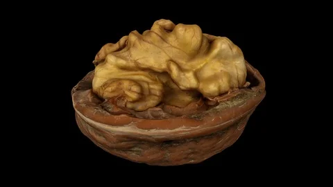 Rotating Cracked Walnut on Black Background (Looping) Video stock 97756694