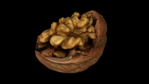 Rotating Cracked Walnut on Black Background (Looping) Stock Footage 97758410