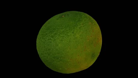 Rotating Cut Calamansi on Black Background (Looping) Stock Footage 146677131