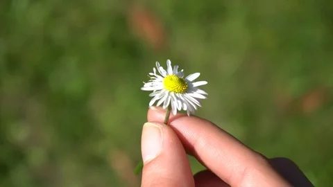 Rotating Daisy in the Hand, Macro Stock-Footage 95896405