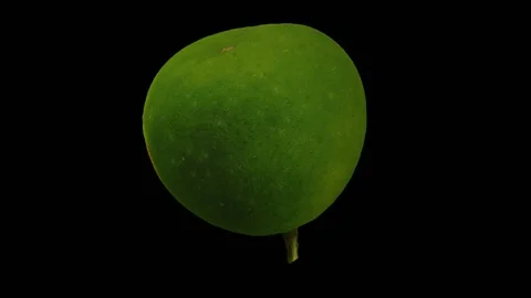 Rotating Dalandan Orange on Black Background (Looping) Stock Footage 151183852