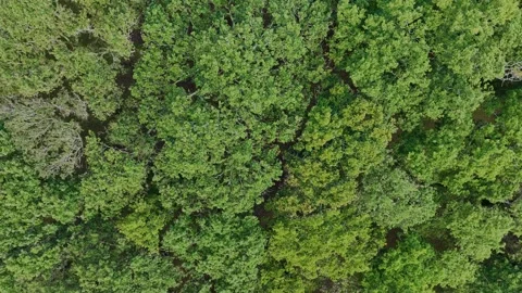 Rotating Dense Foliage Of Tree Canopy Over Mountain Hikes. Orbiting Video stock 255388581