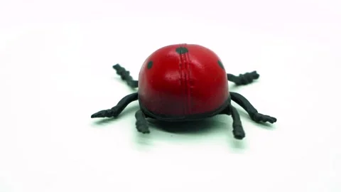 Rotating display of a realistic toy ladybug on a clean white background, ca.. Video stock 342018026