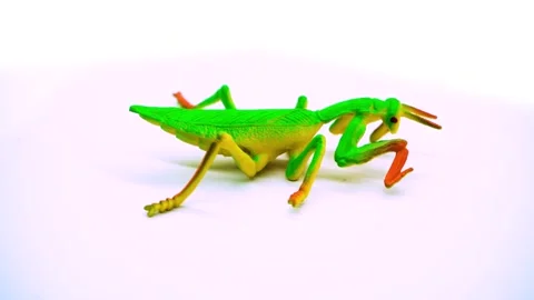 Rotating display of a realistic toy praying mantis on a clean white backgro.. 動画素材 342017957