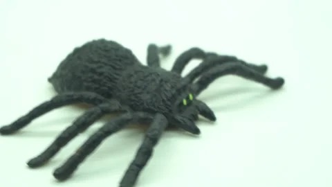Rotating display of a realistic toy spider on a clean white background, cap.. 스톡 동영상 342018320