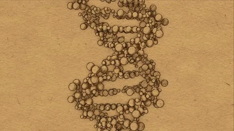 Rotating DNA helix, looping, line-art, Da Vinci style Stock Footage 155088757
