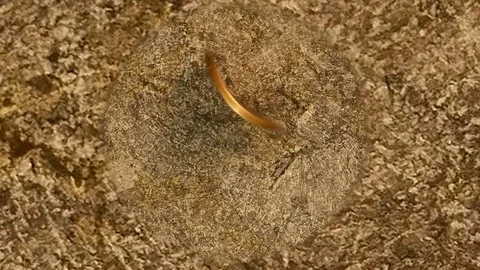 The rotating dollar. 스톡 동영상 116880055