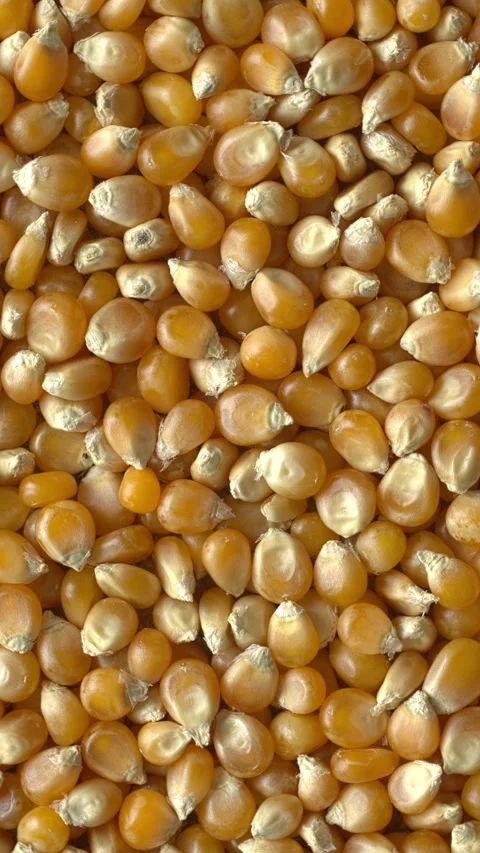 Rotating, dried corn kernel as background texture. Vertical video. Stock Footage 321064329