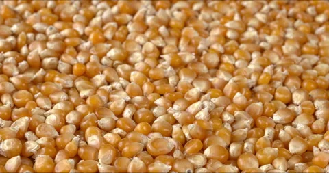 Rotating dried corn kernels as background texture. Stock Footage 325868660