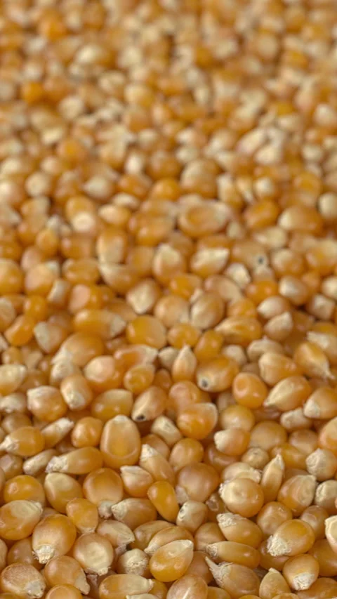 Rotating dried corn kernels as background texture. Vertical video. Stock Footage 325871353