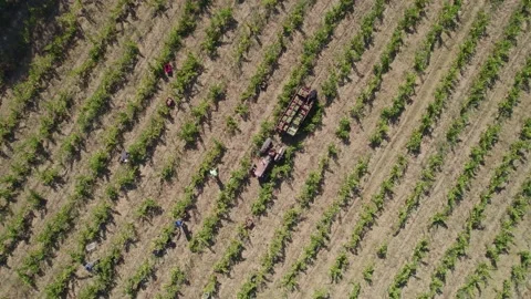 Rotating drone video of a tractor in a vineyard field and some people working Stock Footage 219006683