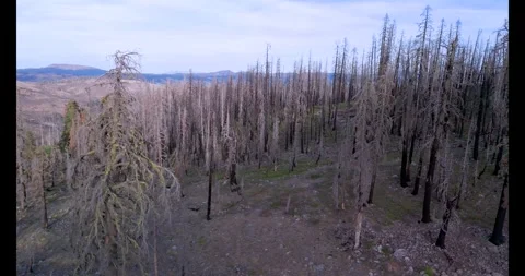 A rotating drone view of a large tree and mountain lake Stock Footage 296920175