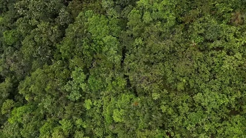 A rotating drone view of lush, tall trees swaying in stormy winds amidst fo.. 스톡 동영상 314208447