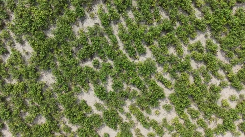 Rotating Drone View of Peanut Plantation Stock Footage 334802725