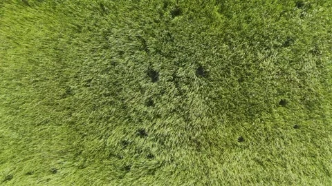 Rotating Drone View of Wind Flowing Through Vast Grassland Stock Footage 336793049