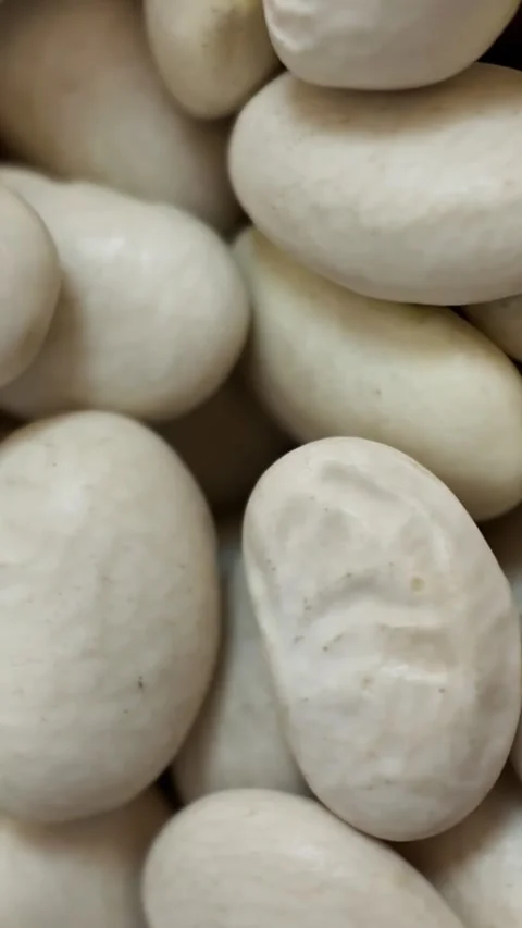 Rotating dry white beans macro close up slow motion - Vertical Version Stock Footage 345164005