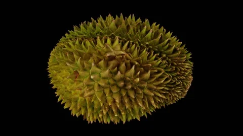 Rotating Durian on Black Background (Looping) Stock Footage 146711524