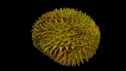 Rotating Durian on Black Background (Looping) Stock Footage 146711964