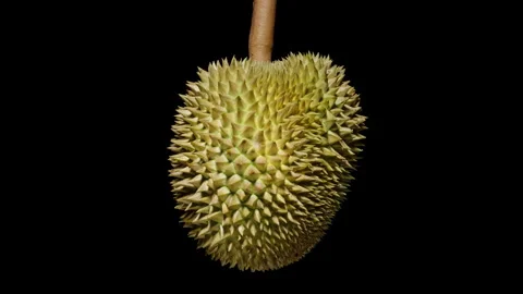 Rotating Durian in Seamless Loop with Hard Spiky Shell and Isolated on Black Stock Footage 311894661